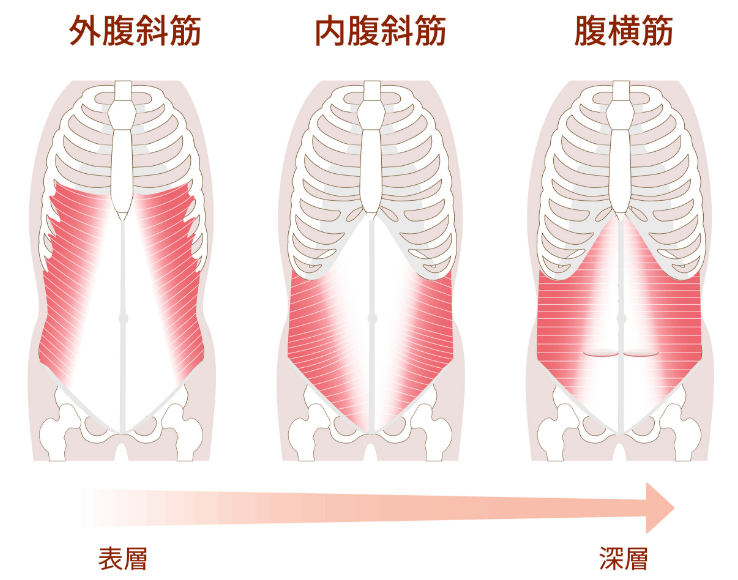 腰痛予防のお腹の深層筋