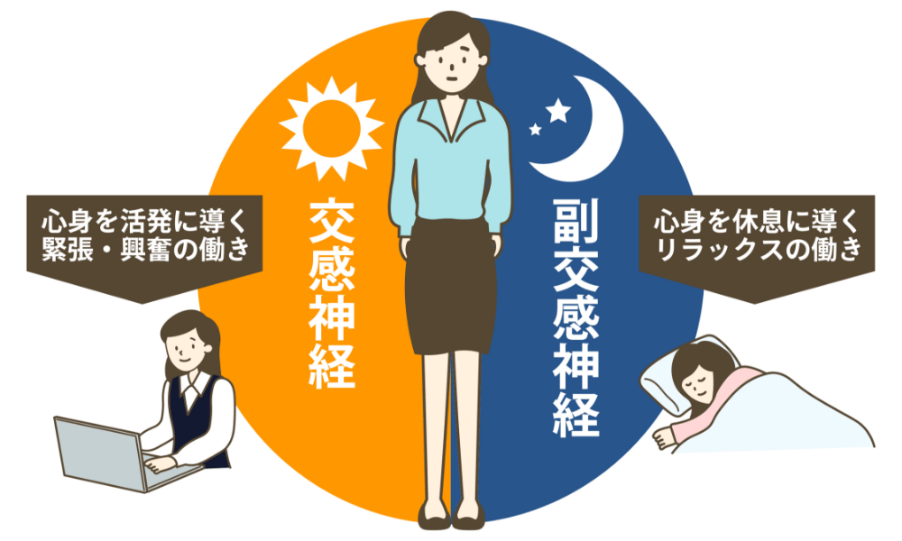交感神経と副交感神経を表した自律神経のイラスト